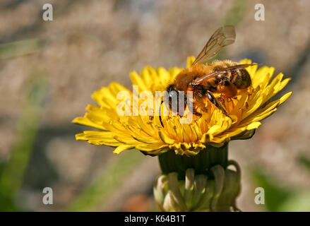 La collecte du pollen d'abeilles Banque D'Images