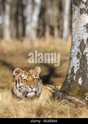 Tigre de Sibérie (Panthera tigris altaica), reposant sur un bouleau, captive, Moravie, République tchèque Banque D'Images