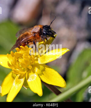 La collecte du pollen d'abeilles Banque D'Images