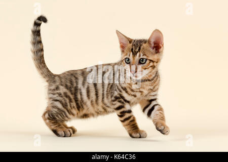 Race de chat toyger (felis silvestris catus), l'âge de 9 semaines, de couleur brun noir Maquereau Banque D'Images