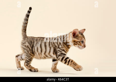 Race De Chat Toyger Felis Silvestris Catus L Age De 9 Semaines De Couleur Brun Noir Maquereau Photo Stock Alamy