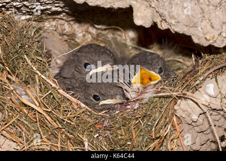 Rougequeue noir (Phoenicurus ochruros), les jeunes oiseaux au nid, Allemagne Banque D'Images