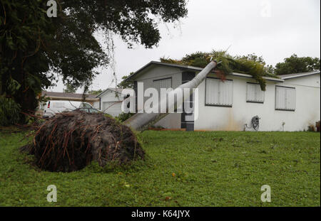 Plantation, FL, USA. Sep 11, 2017. un tombée palmier abattu par l'ouragan irma, repose sur une maison de plantation. carline jean/photographe : crédit-sun sentinel/zuma/Alamy fil live news Banque D'Images