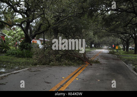 Plantation, FL, USA. Sep 11, 2017. La chute d'arbres mis à terre par l'ouragan irma en bloc 46 rue de plantation. carline jean/photographe : crédit-sun sentinel/zuma/Alamy fil live news Banque D'Images