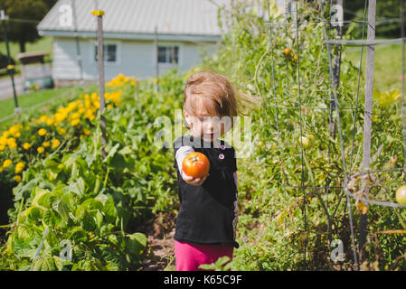 Une jeune fille est titulaire d'une tomate dans la main après la préparation de l'gardne. Banque D'Images