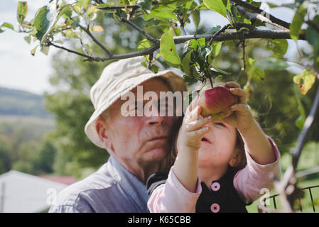 Un grand-père aide sa petite-fille choisissez une pomme d'un arbre. Banque D'Images
