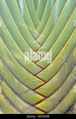 Détail de palmier du voyageur (Ravenala madagascariensis) Banque D'Images