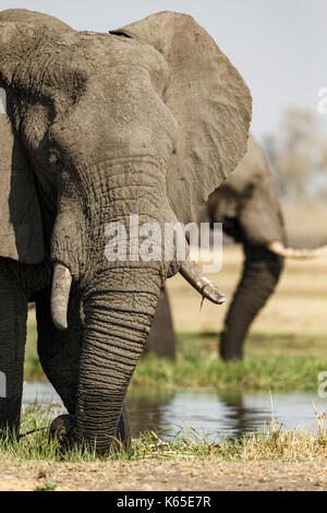 À l'éléphant dans la rivière khwai, delta de l'Okavango Banque D'Images