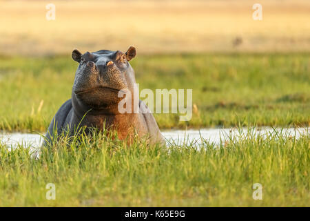 Hippopotame (Hippopotamus amphibious), un défi dans la rivière Kwai, botswana Banque D'Images