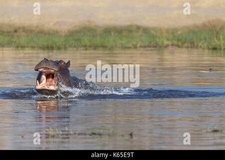 Hippo charge en rivière Kwaï, botswana Banque D'Images