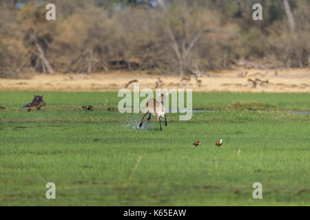 Cobes lechwes rouges (kobus leche), qui traverse l'eau avec le soleil couchant en arrière-plan. à kwai, botswana Banque D'Images