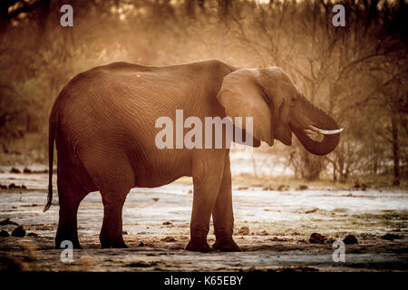 L'éléphant au Botswana , la poussière , kwai, okavango delta, Banque D'Images