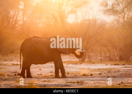 L'éléphant au Botswana , la poussière , kwai, okavango delta, Banque D'Images