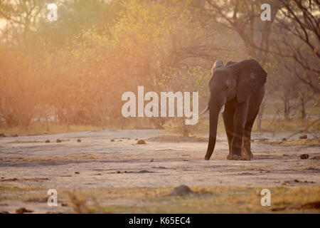 L'éléphant au Botswana , la poussière , kwai, okavango delta, Banque D'Images