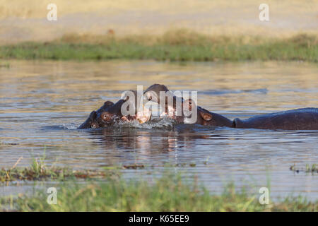 Les jeunes de l'hippopotame playfighting dans Rivière Kwaï, botswana Banque D'Images