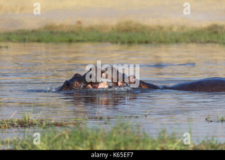 Les jeunes de l'hippopotame playfighting dans Rivière Kwaï, botswana Banque D'Images