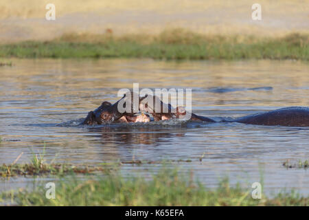 Les jeunes de l'hippopotame playfighting dans Rivière Kwaï, botswana Banque D'Images