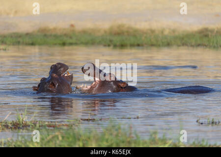 Les jeunes de l'hippopotame playfighting dans Rivière Kwaï, botswana Banque D'Images