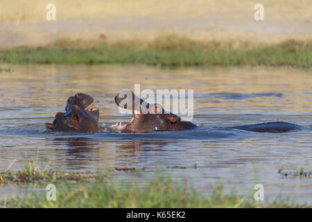 Les jeunes de l'hippopotame playfighting dans Rivière Kwaï, botswana Banque D'Images