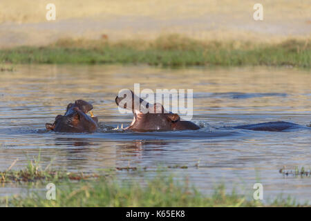 Les jeunes de l'hippopotame playfighting dans Rivière Kwaï, botswana Banque D'Images