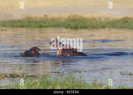 Les jeunes de l'hippopotame playfighting dans Rivière Kwaï, botswana Banque D'Images