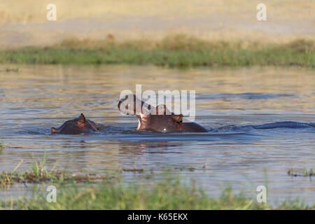 Les jeunes de l'hippopotame playfighting dans Rivière Kwaï, botswana Banque D'Images