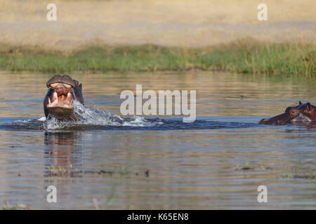 Les jeunes de l'hippopotame playfighting dans Rivière Kwaï, botswana Banque D'Images