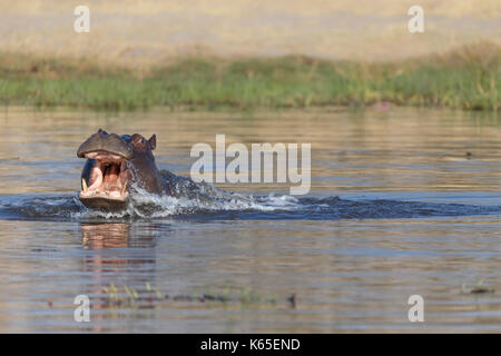 Les jeunes de l'hippopotame playfighting dans Rivière Kwaï, botswana Banque D'Images