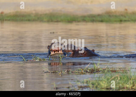 Les jeunes de l'hippopotame playfighting dans Rivière Kwaï, botswana Banque D'Images