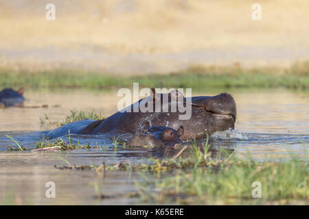 Les jeunes de l'hippopotame playfighting dans Rivière Kwaï, botswana Banque D'Images