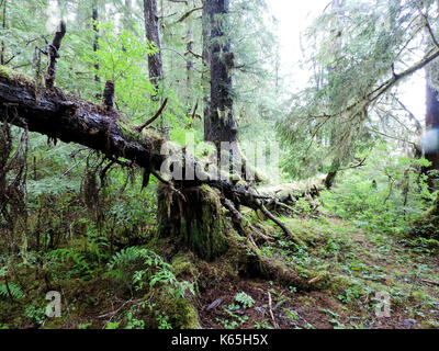 La croissance VERTE EN FORÊT TROPICALE, ALASKA Banque D'Images