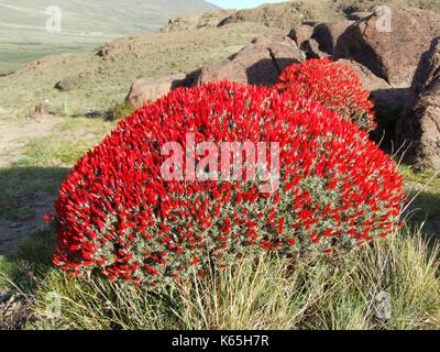 Anarthrophyllum desideratum, un buisson aux fleurs rouges flamboyantes, fleurit dans la steppe de Patagonie près d'El Chalten, en Argentine Banque D'Images