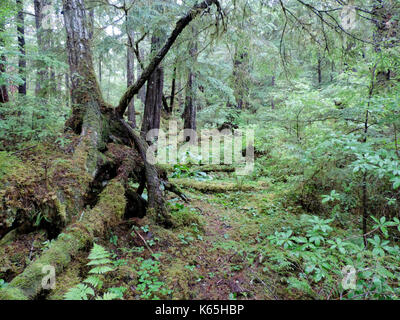 La croissance VERTE EN FORÊT TROPICALE, ALASKA Banque D'Images