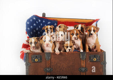 American Staffordshire terrier, chiot, 7 semaines, fauve et blanc-rouge-blanc Banque D'Images