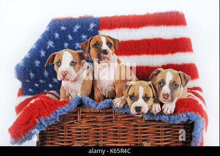 American Staffordshire terrier, chiot, 7 semaines, fauve et blanc-rouge-blanc Banque D'Images