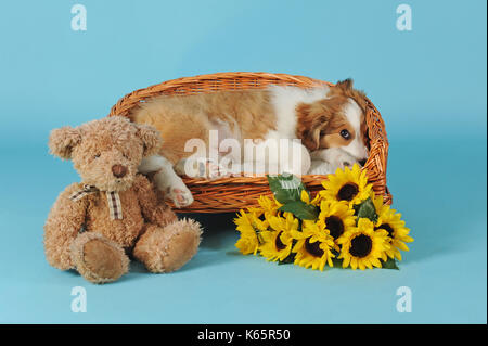 Sable, border collie, chiot, 14 semaines Banque D'Images