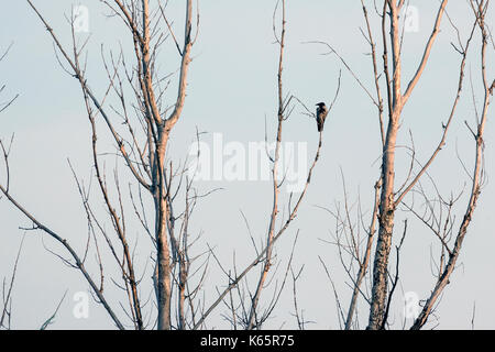 Crow assis sur arbre sec. Banque D'Images