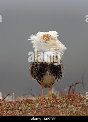 Le Combattant varié (Philomachus pugnax) en plumage nuptial, la pariade, île de varanger, la Norvège Banque D'Images