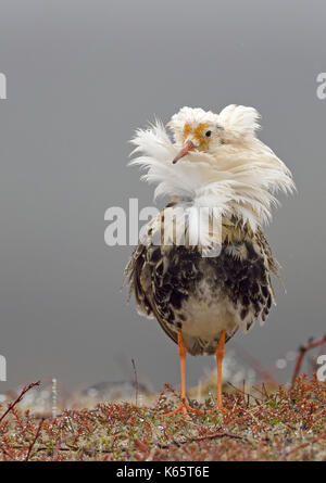 Le Combattant varié (Philomachus pugnax) en plumage nuptial, la pariade, île de varanger, la Norvège Banque D'Images