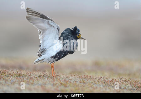 Le Combattant varié (Philomachus pugnax) en plumage nuptial, la pariade, île de varanger, la Norvège Banque D'Images