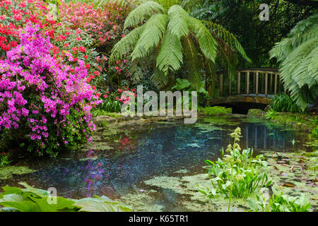 Étang avec la floraison des rhododendrons et fougère arborescente, trengwainton garden, près de Penzance, Cornwall, Angleterre, Grande-Bretagne Banque D'Images