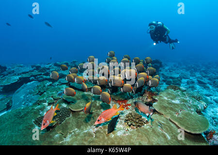 Plongeur, sabre avant (sargocentron spiniferum) marignans essaim arrière papillons à queue rouge (chaetodon collare), de l'océan indien Banque D'Images