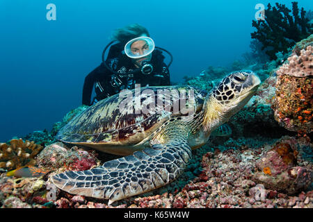 Scuba Diver, merress (tortue verte Chelonia mydas), de l'océan indien, les maldives Banque D'Images