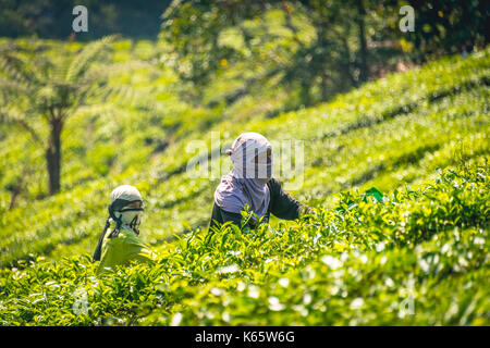 Les cueilleurs de thé local, choisissez la récolte du thé, plantation de thé, culture du thé, Cameron Highlands, Pahang, Tanah Tinggi Cameron Banque D'Images