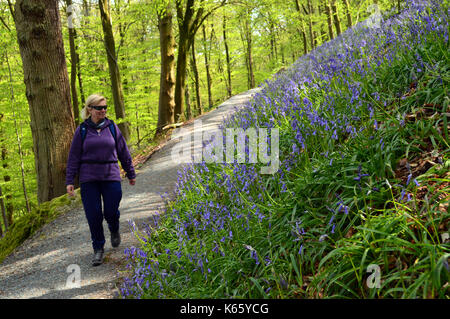 Woman Walking & à la SRCFA à jacinthes en bois, une partie de l'abbaye de Bolton Dales Way, sentier, Wharfedale, Yorkshire, Angleterre Royaume-uni. Banque D'Images