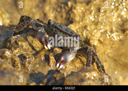 Crabe vert de mer méditerranée marche sur un rocher ensoleillé Banque D'Images