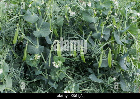 Pisum sativum. 'Pois Kenobi'. Les gousses de pois et de fleurs dans un jardin potager. UK Banque D'Images