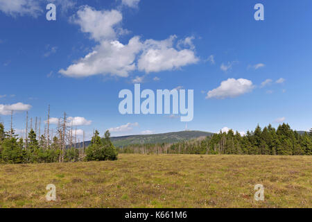 Tourbière élevée à Großes Torfhaussmoor / Radaubornmoor et la montagne Brocken, parc national de Harz, Basse-Saxe, Allemagne Banque D'Images