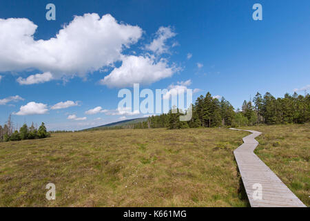 Promenade en bois / sentier naturel à travers la tourbière surélevée à Großes Torfhaussmoor / Radaubornmoor, parc national de Harz, Basse-Saxe, Allemagne Banque D'Images