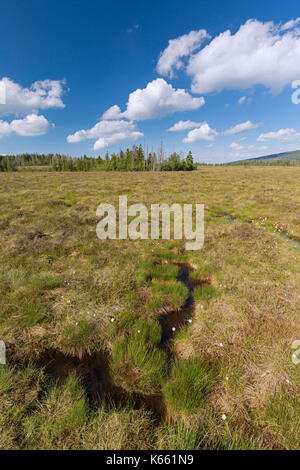 Tourbière élevée à Großes Torfhaussmoor / Radaubornmoor, parc national de Harz, Basse-Saxe, Allemagne Banque D'Images